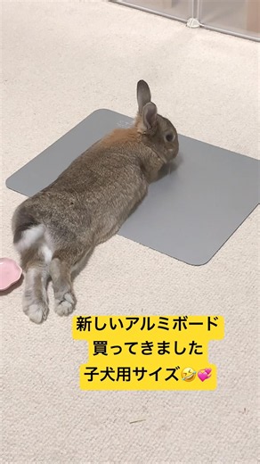 1026.5.30暑さ対策🐇☀️ #ウサギ 6歳5ヶ月♂ #ネザーランドドワーフ