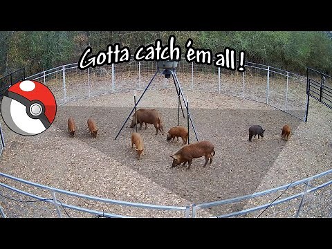 JAGER PRO® TV | URBAN HOG CONTROL: TWO URBAN CAPTURES IN ONE TRAP