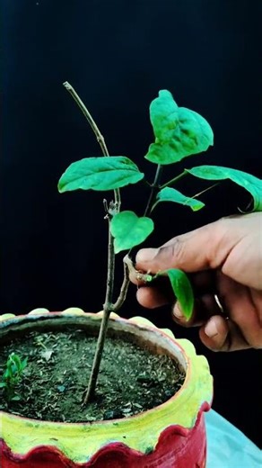 How To Care Bleeding heart Vine #shorts #gardening #shortsvideo #garden