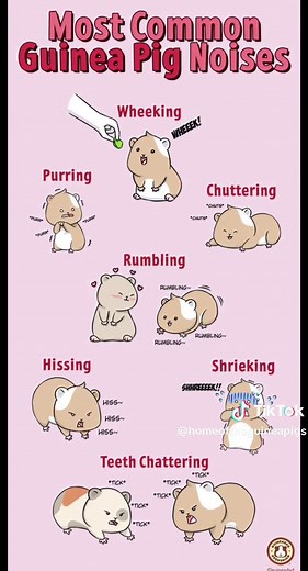 Most common noises for guinea pigs #most #common #noises #smallpets #guineapigsoftiktok #rodents #animals #tiktok #guineapigs #foryoupage #facts #guineapigfacts #funfacts #photos #didyouknow #happy #2023 #viralvideo #video