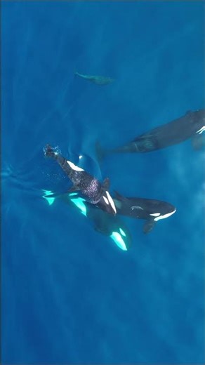 Did you know...😱On this TOUR you can SWIM with ORCAS 😱 Would you dare?