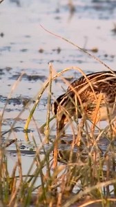 10K views · 633 reactions | Gallinago gallinago‼️ #commonsnipe #agachadiza #chica #comun #snipe #bird #gallinagogallinago #seasonb | Duckhuntingg | Facebook