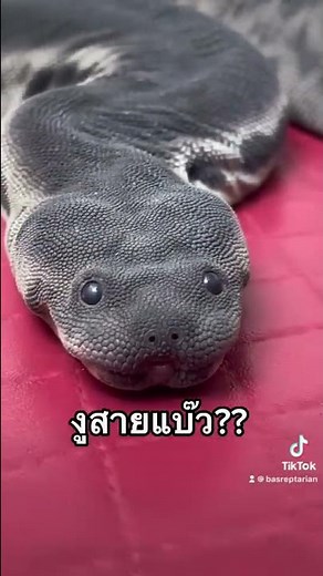งูงวงช้าง งูที่น่ารักสุดๆ งูไม่กัด