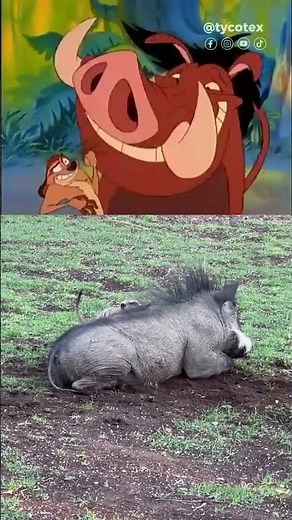 Timon y Pumba #reyleon #thelionking #mufasa #timonandpumbaa #hakunamatata