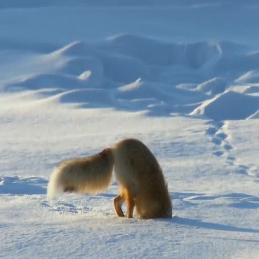 Amazing ... Fox Dives Headfirst Into Snow To Attack The Mouse. 👉👉👉 Join our group : Animals Life. Thank you so much ❤ | Wild Animals