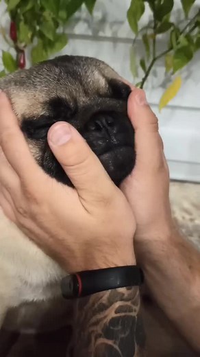 Gentle Dog Massage: Pug Enjoys It All