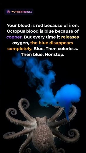 What Color Is Octopus Blood When It's NOT Carrying Oxygen?