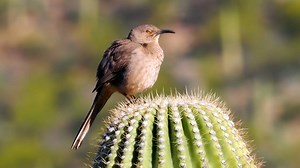 Curve billed thrasher calling (Toxostoma curvirostre) United States, Mexico. | BIRDS & Nature