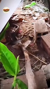 384K views · 7.4K reactions | 﫵 #trending #fun #comedy # #﫰 #✨ #telugu #reels | Comedy And Jokes Club | Facebook