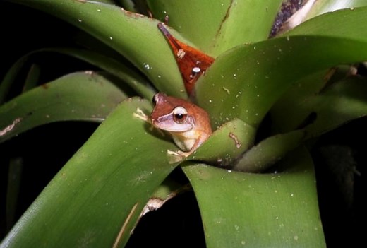 Puerto Rico's Chorus of Frogs