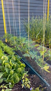 Trellis clips can be used to secure your plant at any point during its journey, providing an easy way to stabilize and support your vines. If you want to trellis with vertical strings, you don’t need to bury the end of your string, or pin or weigh it down. Just put a trellis clip around the base of the plant, and you’re done! The weight of the plant will pull the string taught as it grows. It’s an ideal option for anyone who hates tying knots. . . . #trellisgarden #gardentrellis #verticalgarden 