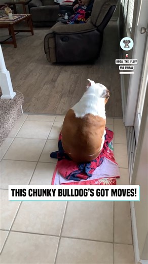Chunky bulldog twerking to the wobble song | The Koala
