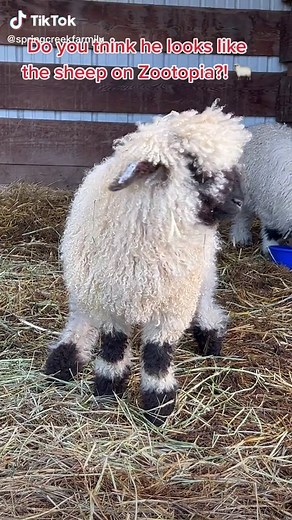 Meet Merle: The Cutest Sheep from Zootopia