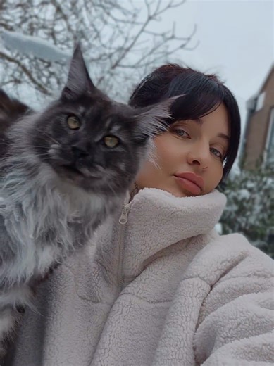 Lambo 🤍 #snow #mainecoonsoftiktok #mainecoon #cats #cattery