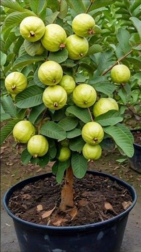 How To Grow Guava Tree From Cutting || Propagation Guava Tree #Shorts #short