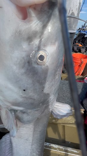 Ever hear a catfish croak⁉️🦻🏼 #fishing #catfishing #outdoors #winter #fall #bigfish #soundengineer #fyp #viralvideos #adventure | Bigrichfish