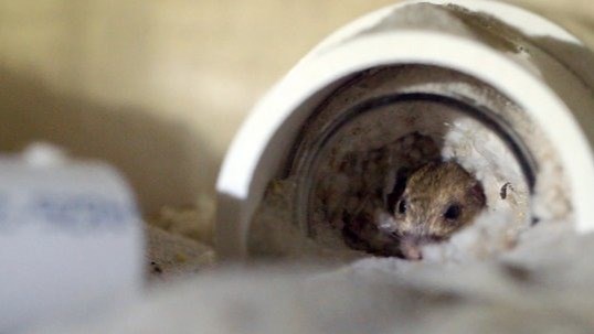 The Saving Of This Mouse Species Is So Vital!