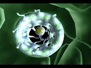 Nuclear Pore Complex