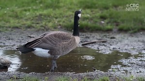Urban Biodiversity Planner Jennifer Rae Pierce explains why geese are so prevalent in Metro Vancouver... and why they poop so much. | CBC Vancouver
