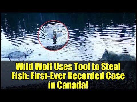 Wild Wolf Uses Tool to Steal Fish: First-Ever Recorded Case in Canada!