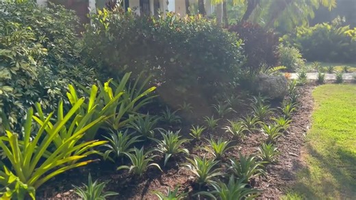 Agave Smooth Desmetiana Variegata Plant - Etsy