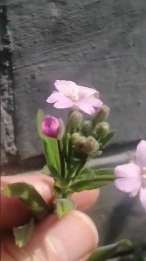 Hoary Willowherb (Epilobium parviflorum) See description for hybrids