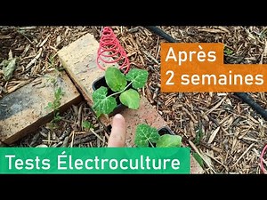 Électroculture Après 12 à 15 Jours
