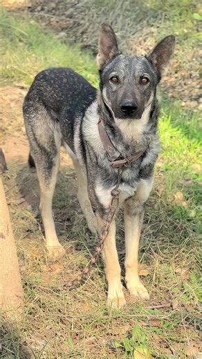 Exploring Alsatian Dogs: Characteristics and Care Tips