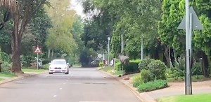 Kudu spotted in Pretoria neighbourhood