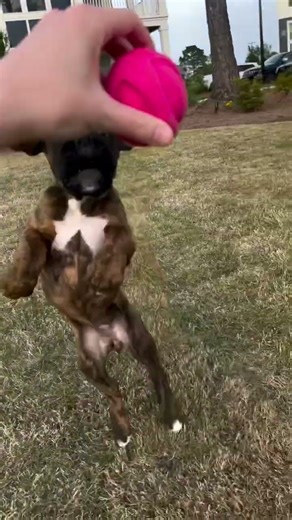 Mice is a lovely and playful baby❤️ #brindleboxer #brindle #playful #boxerlove #puppy #rescuepuppy