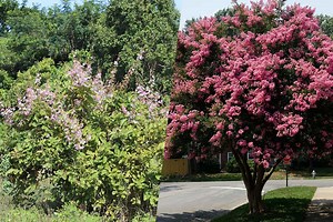 Crepe Myrtle Bush Vs Tree: How To Shape Yours