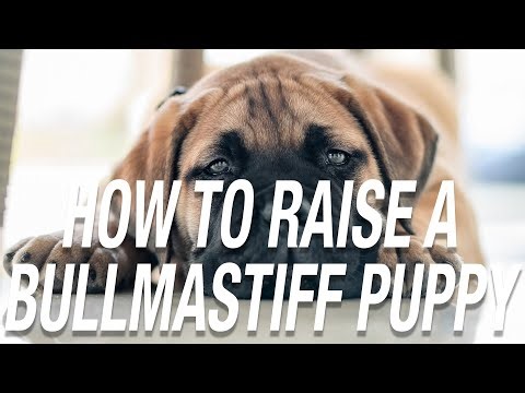 How to raise a bullmastiff puppy