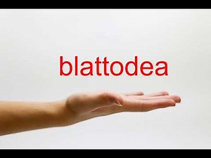 How to Pronounce blattodea - American English