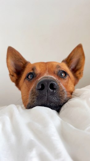 All bite, no bark 🤷‍♀️ who can relate? 😂 #cattledog #australiancattledog #dogmom | Winnie the Cattle Dog