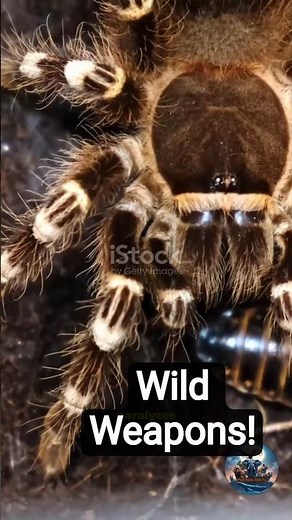 Nature’s Built In Weapons