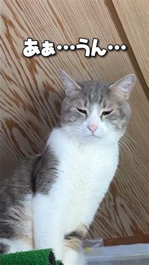 11年前に拾った猫に、久しぶりに会いに行った結果…