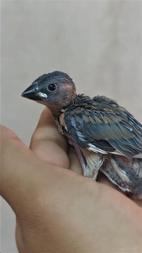 finches ka chick theek hogeya!!🤔#birds #finch #minivlog #minizoo