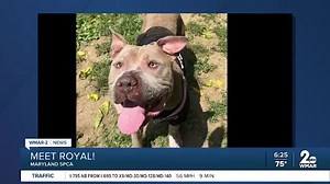 Royal the dog is up for adoption at the Maryland SPCA