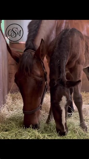 It's always stressful having an orphan foal, but at ColdSpring Mares Inc. we aim to help relieving any worry about your foals. Our mares provide warmth, comfort, milk, and an easy transition for your foals in need. These mares are wonderful caretakers, and will bond with any foal #SupportTheHerd #orphanfoal #equestrian