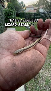 Legless lizard #andrethefarmer #leglesslizard #floridawildlife | Andre Baptiste | Facebook