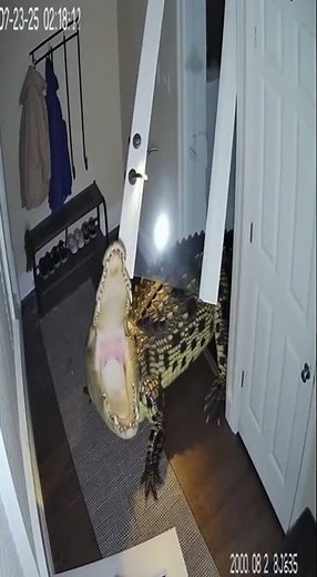 A Crocodile breaking through a door to enter a house, only to be chased away by a group of cats