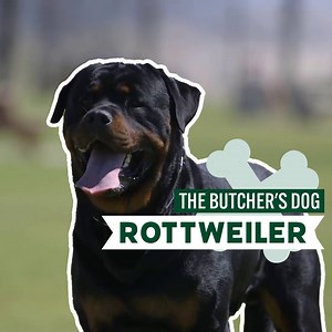 521K views · 11K reactions | ALL ABOUT ROTTWEILERS: BREED REVIEW  | Dogumentary TV | Facebook