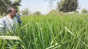 3 comments | تم بحمد الله فتح حجز شتلات علف البونيكام البرازيلي A1...