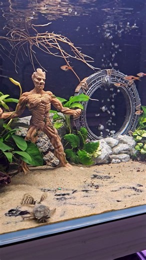 32K views · 715 reactions | An aquascape recreating a scene from the Lords of the Rings where Groot from SG1 crashlands his millenium falcon in the underwater city of Hogworts in the quest to find Gandalf's Fortress of Solitude. Did I get it right? . . . #aquarium #fishkeeping #fishtank #aquascape #plantedtank #plantedaquarium #diorama | New Life Aquarium Keysborough | Facebook