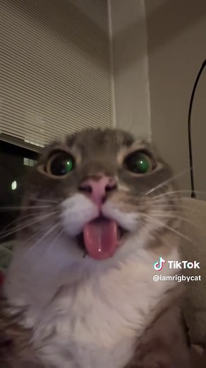 Rigby the Cat: Silly Cat Moments