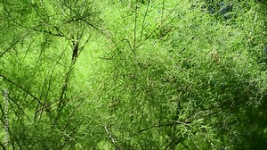 The Thuja branches Western Filiformis