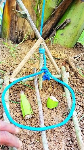 DIY Trap creative #trap #bushcraft
