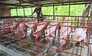 79K views · 2.9K reactions | Back To My Small Farm! After spending...