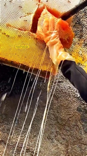The Full Process Of Honey Harvesting #honey #bee #shorts #ytshorts