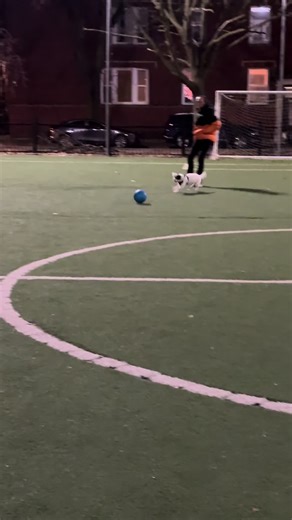 Put him in coach!!! Pup loves futbol #dogsoftiktok #puppy #terrier #dogs